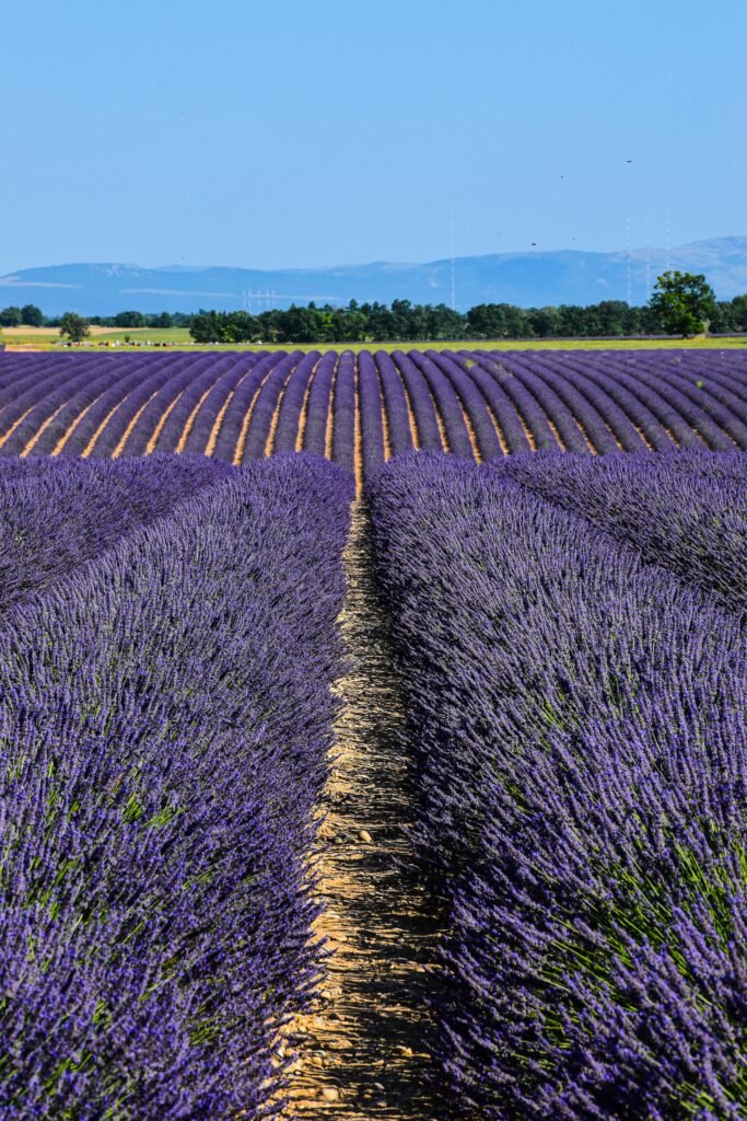 Savon artisanal naturel Grasse Provence L'Atelier des Senteurs